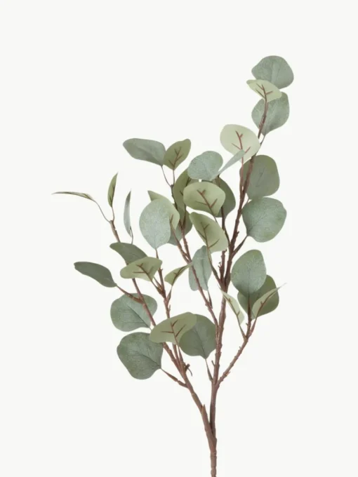 Decoratieve tak Eukalyptus