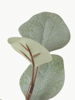 Decoratieve tak Eukalyptus