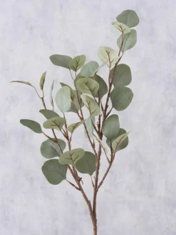 Decoratieve tak Eukalyptus