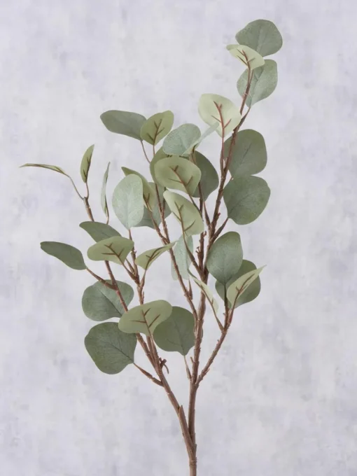 Decoratieve tak Eukalyptus