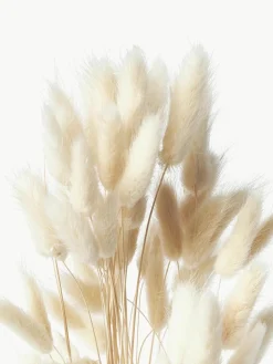 Droogbloemen Lagurus