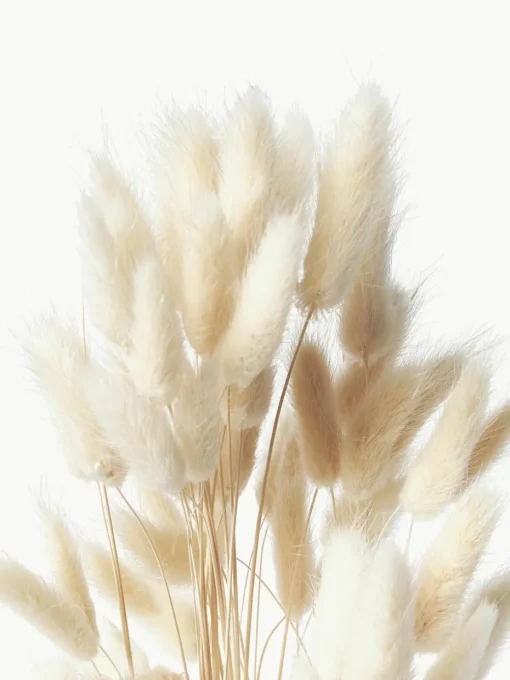 Droogbloemen Lagurus