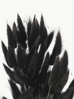 Droogbloemen Lagurus