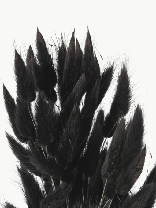 Droogbloemen Lagurus