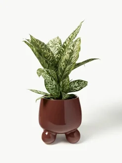 Grote plantenpot Olea, H 32 cm