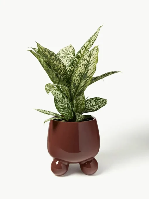 Grote plantenpot Olea, H 32 cm