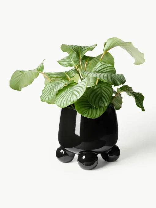 Grote plantenpot Olea, H 32 cm