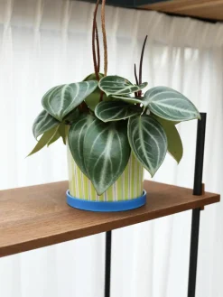 Handbeschilderde porseleinen plantenpot Ray