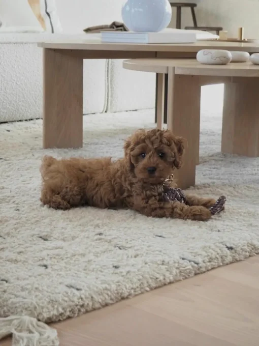 Hondenspeelgoed Otto