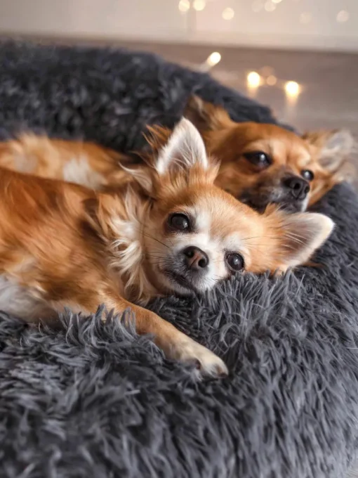 Huisdierbed Fluffy van teddy stof, in verschillende formaten