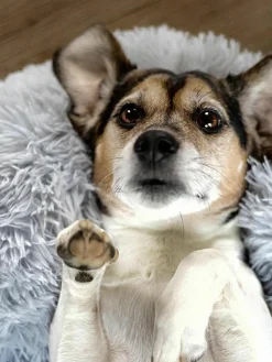 Huisdierbed Fluffy van teddy stof, in verschillende formaten