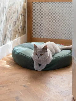 Kattenmand Donut