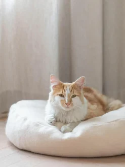Kattenmand Donut