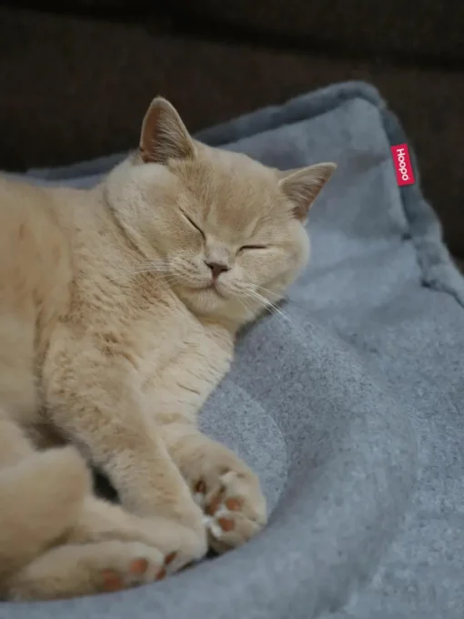 Kattenmand Flip