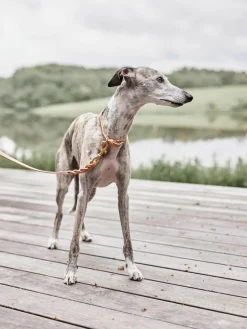 Leren hondenriem Robin