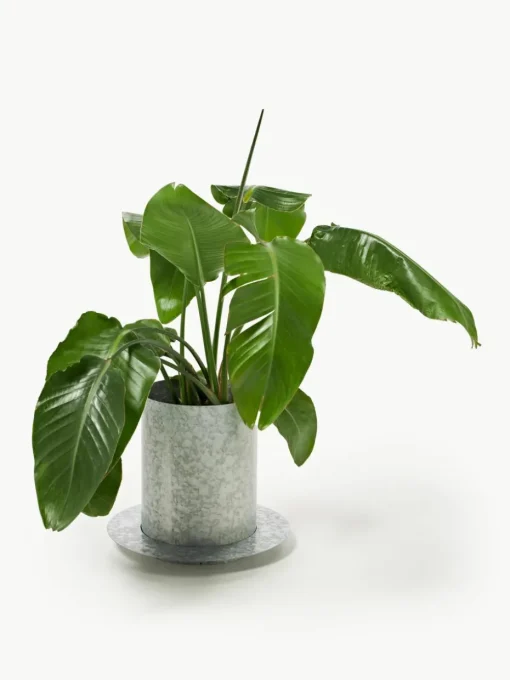 Plantenpot Auran, H 39 cm