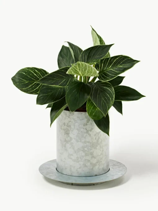 Plantenpot Auran, H 21 cm