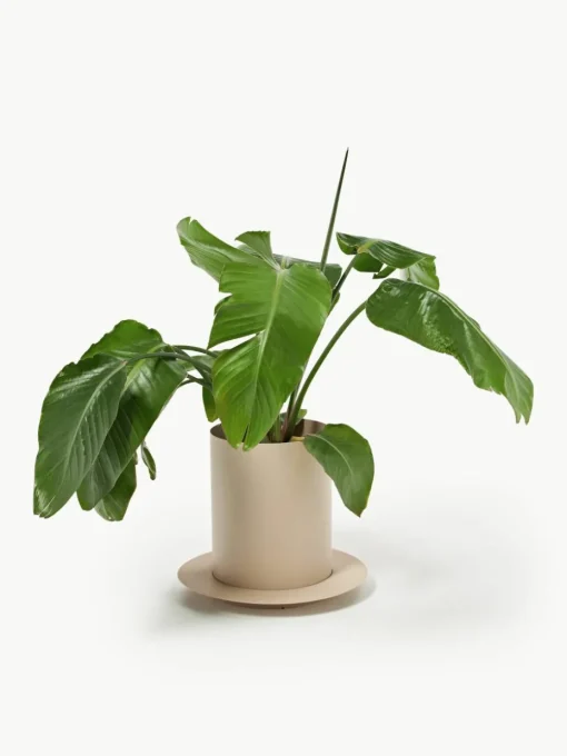 Plantenpot Auran, H 39 cm