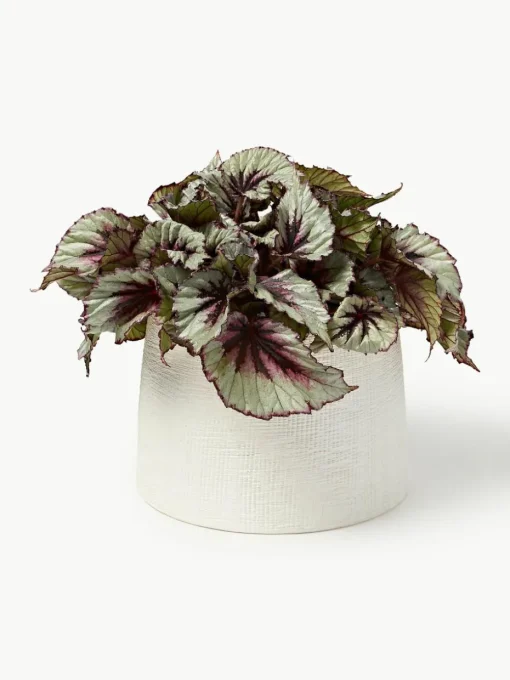 Plantenpot Benedita, H 17 cm