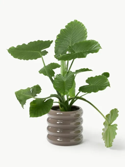 Plantenpot Rudi van keramiek, H 30 cm
