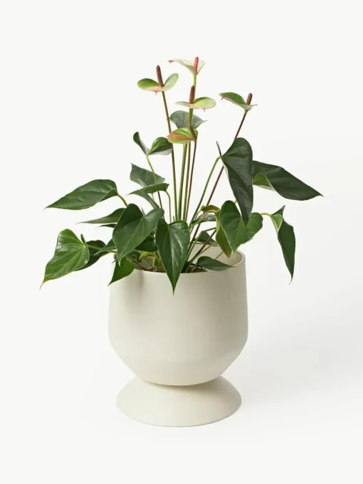 Plantenpotten Renya, set van 2